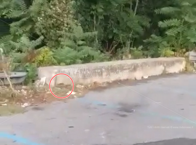 Vibo I Ratti Passeggiano In Piazza Spogliatore Poco Prima Del