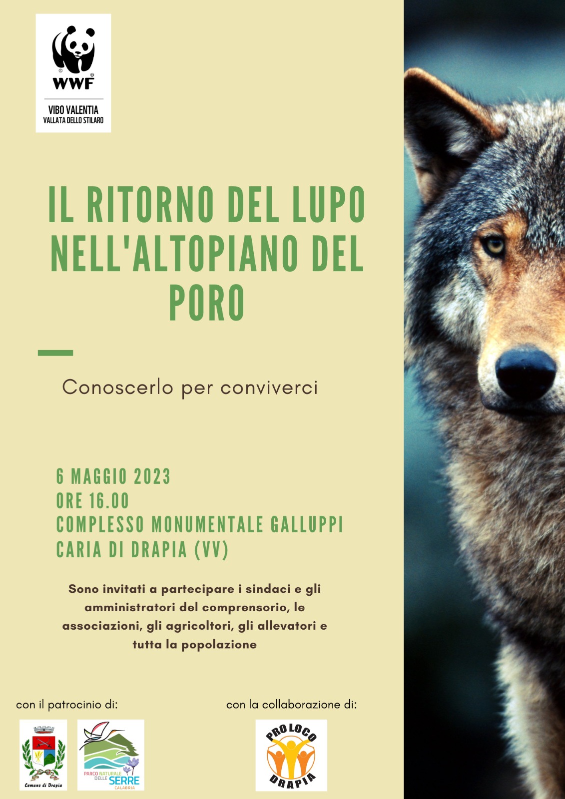 Il Ritorno Del Lupo Sul Poro Il Wwf Organizza Un Convegno A Drapia