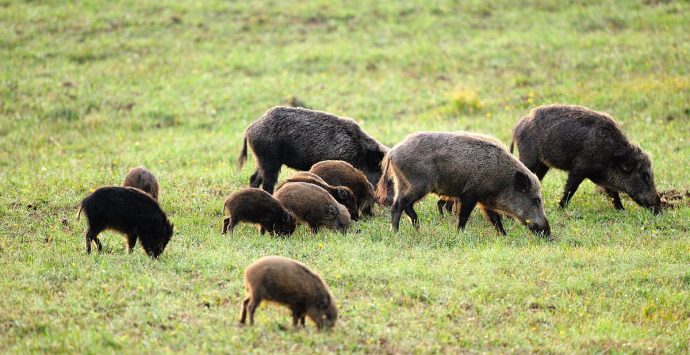 Emergenza cinghiali del Vibonese, gli agricoltori di cinque comuni costituiscono un comitato