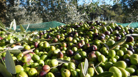 Rubavano olive alle suore, due arresti a Limbadi