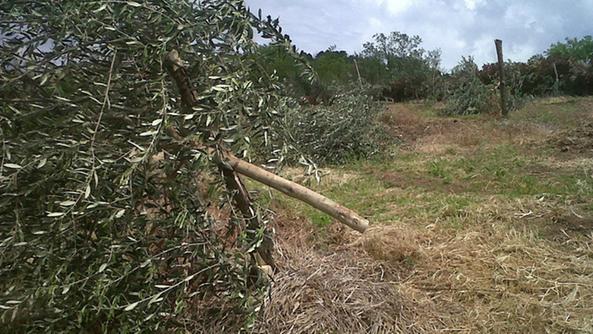 Intimidazione ad imprenditore, tagliate 27 piante di ulivo