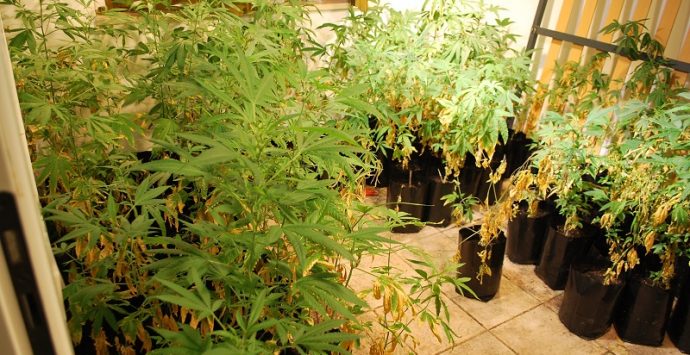 Casa vacanze trasformata in serra, 287 piante di cannabis trovate a Briatico