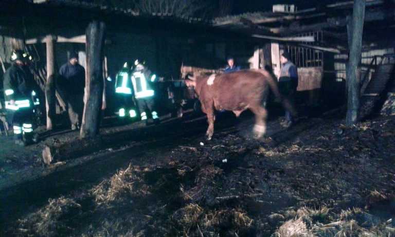 Incendio distrugge capannone agricolo, venti bovini salvati dai Vigili del fuoco – IMMAGINI