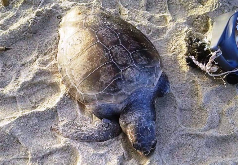 Zambrone, tartaruga morta ritrovata in spiaggia