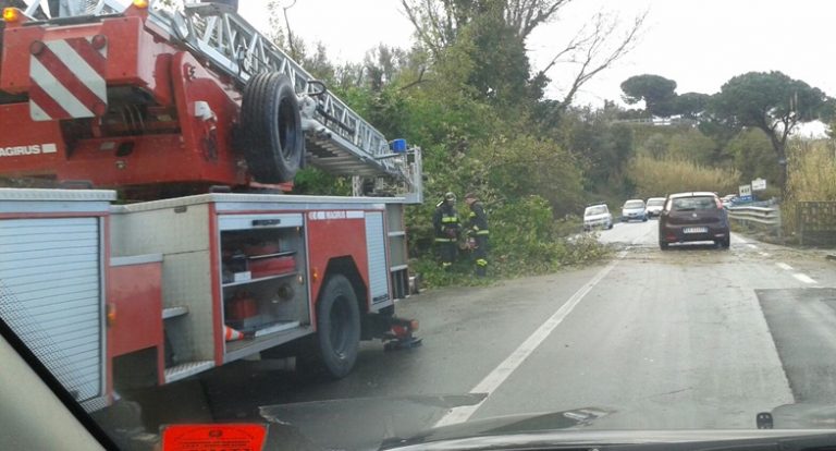 Maltempo, cade albero in contrada Silica