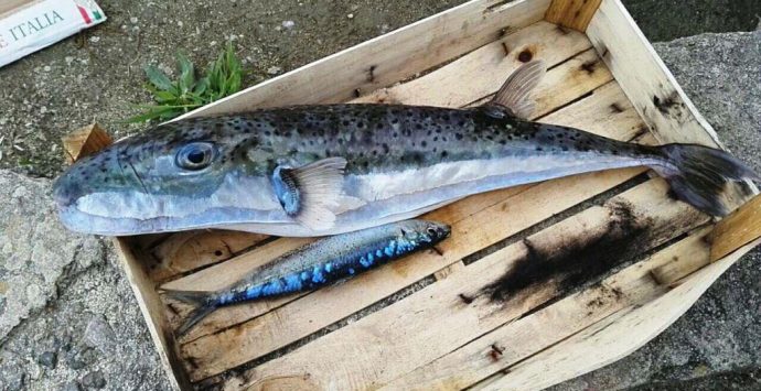 VIDEO | Specie “aliena” pescata nel mare di Briatico