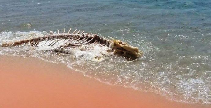 Zambrone, il mare restituisce la carcassa di una pecora