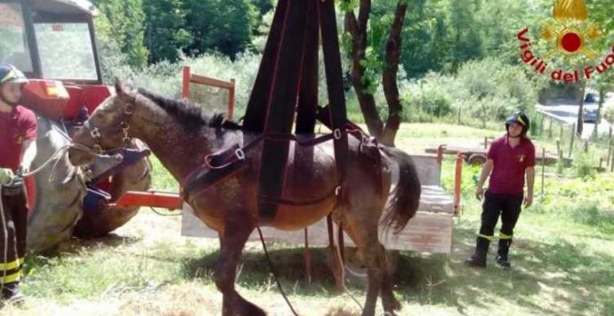 Cavallo cade in un ruscello, recuperato dai Vigili del fuoco