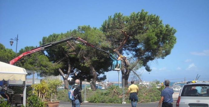 Un albero per ogni nuovo nato, il Meetup: «A Vibo normativa inapplicata»