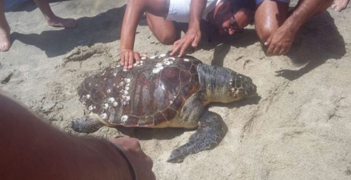 Tartaruga marina trovata morta a Santa Maria di Ricadi