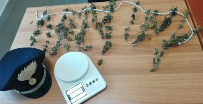 Coltivava marijuana nel giardino di casa, arrestato 54enne