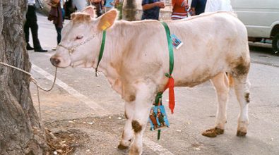 Vitello come premio in una riffa, la Lav diffida il comitato festa