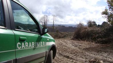 Taglio abusivo di alberi e realizzazione di una pista non autorizzata, quattro denunce nelle Serre vibonesi