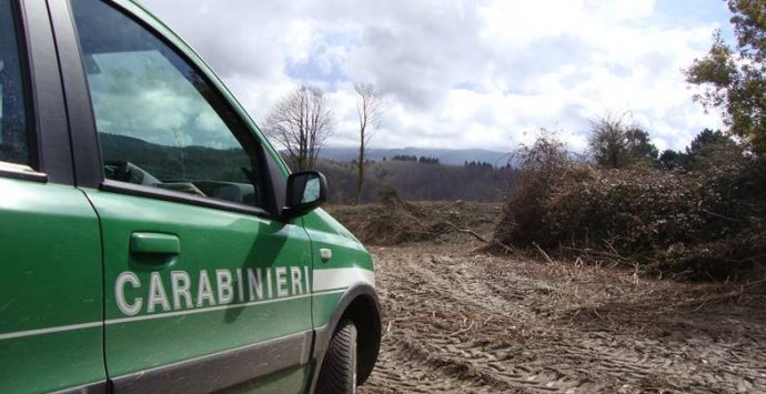 Taglio abusivo di alberi e realizzazione di una pista non autorizzata, quattro denunce nelle Serre vibonesi