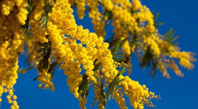 Otto marzo, le iniziative nel Vibonese tra omaggi floreali e riflessione