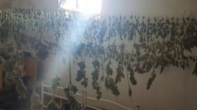 Droga: 12 chili di marijuana sequestrati in un casolare