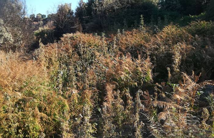 Vallelonga, scoperte e sequestrate 650 piante di marijuana