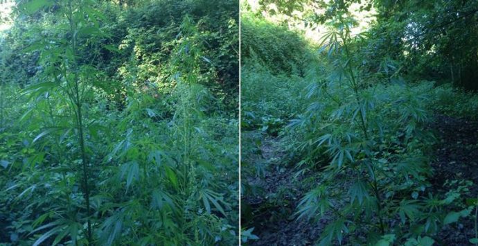 Monterosso, scoperta e sequestrata maxi-piantagione di marijuana