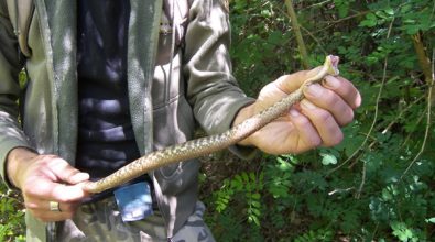 Pulisce il giardino, viene attaccato da una vipera e finisce in ospedale