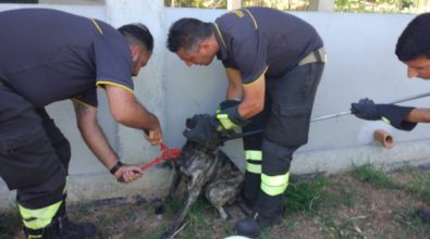 Cappio e filo di ferro per un cane nel Vibonese, libero grazie ai vigili del fuoco