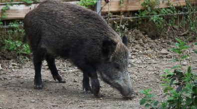 Emergenza cinghiali e danni agli agricoltori: situazione fuori controllo