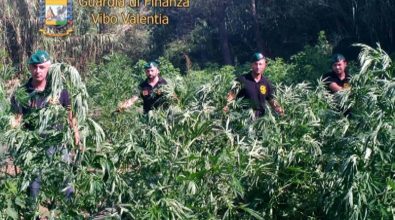 Sequestrati dalla Gdf quattro quintali di marijuana: due arresti nel Vibonese