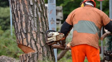 Alberi abbattuti a Pizzo Calabro, la denuncia del M5S