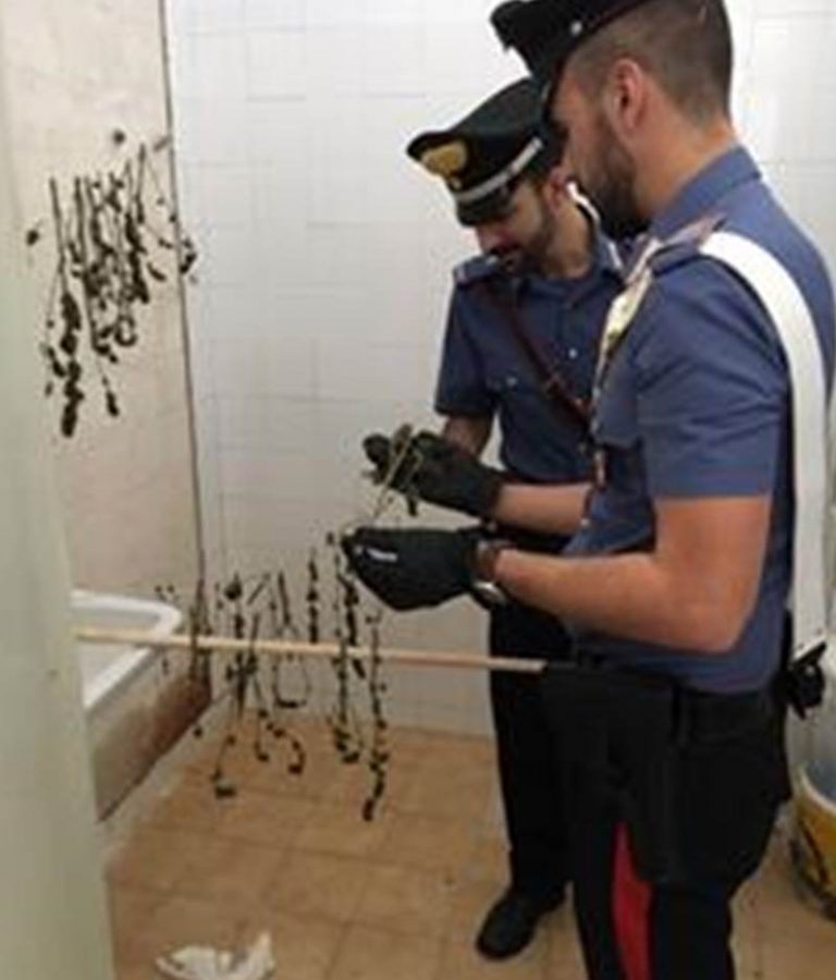 Marijuana in essicazione trovata dai carabinieri nelle Preserre