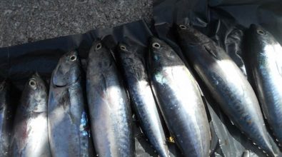 Pesca illegale del tonno rosso, sequestri e sanzioni nel Vibonese