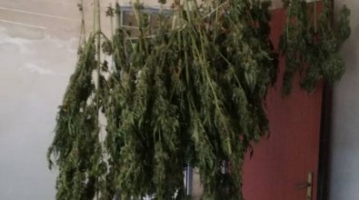 Marijuana trovata in un casolare nelle campagne di Nicotera