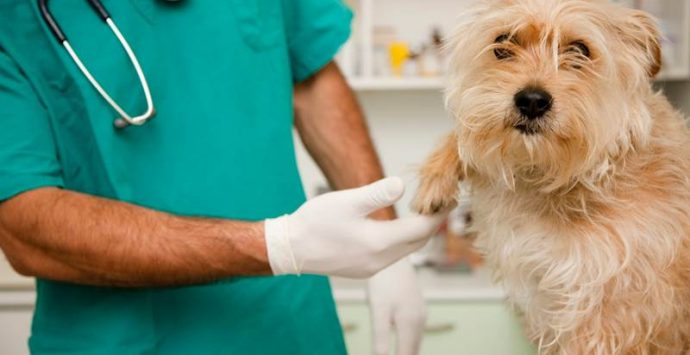 Veterinari, Ordine provinciale Vibo: Francesco Massara confermato presidente