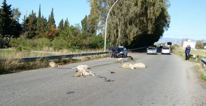 Fa strage di pecore con una Smart a Pizzo, miracolosamente illeso