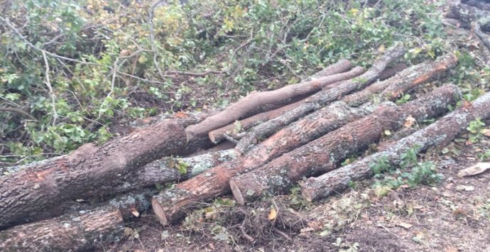 Vazzano, l’opposizione denuncia uno scempio ambientale: «Tagliati alberi senza controlli»