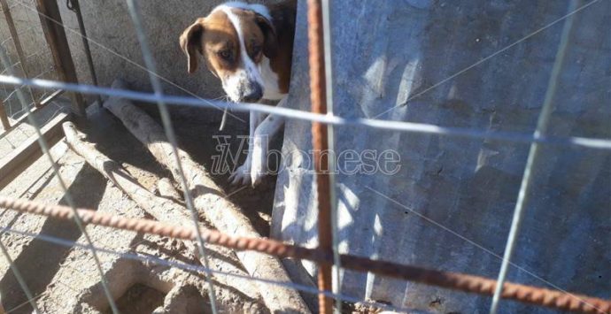 Canile lager scoperto a Filogaso, tre cani abbandonati a se stessi tra stenti ed escrementi (FOTO)