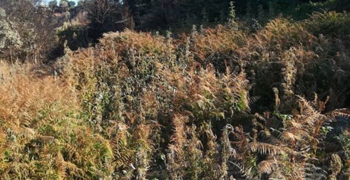 Maxi-piantagione di marijuana nel Vibonese, 35enne resta ai domiciliari