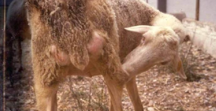 “Pecora pazza” nel Vibonese: abbattuti quattro ovini