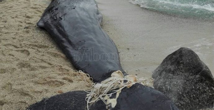 “Michelino” è tornato al mare, le mareggiate si riprendono il capodoglio ritrovato a Parghelia