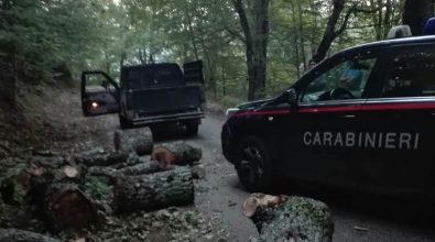 Taglio di alberi e legna per 250 quintali nel Parco delle Serre, tre arresti (VIDEO)