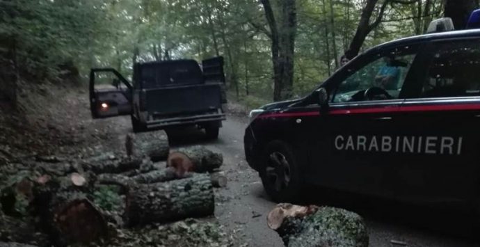 Taglio di alberi e legna per 250 quintali nel Parco delle Serre, tre arresti (VIDEO)