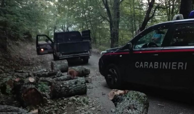 Taglio di alberi e legna per 250 quintali nel Parco delle Serre, tre arresti (VIDEO)