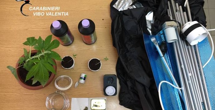 Aveva una serra per la produzione di marjuana in casa, arrestato cuoco di Briatico