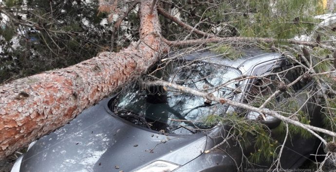 Tragedia sfiorata a Piscopio, albero crolla su un’auto nei pressi di un funerale (FOTO-VIDEO)