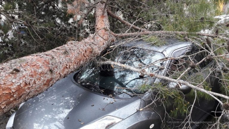 Tragedia sfiorata a Piscopio, albero crolla su un’auto nei pressi di un funerale (FOTO-VIDEO)