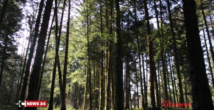 Vibo: studenti del “Gagliardi” protagonisti della “Giornata nazionale degli alberi”