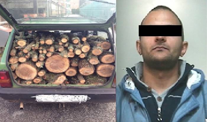 Taglia quercia e ruba la legna, arresto convalidato a Vibo e rimessione in libertà