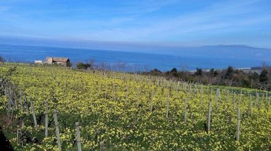 Un mare di fiori gialli annuncia la primavera: arriva la stagione delle “susamelle”