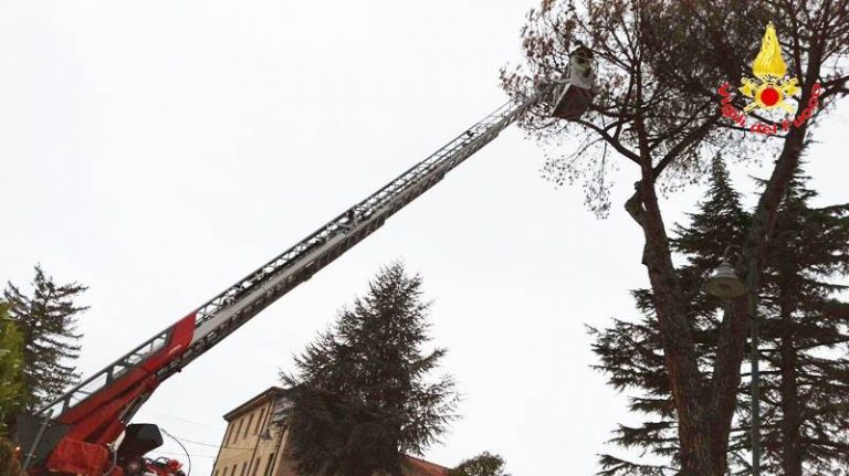 Pino pericolante nel cortile della scuola materna, intervento dei Vigili del fuoco a San Costantino