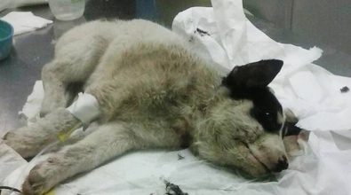 Portosalvo, cucciolo ferito salvato dai Vigili del fuoco