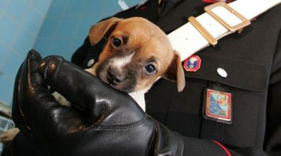 Cagnolini soccorsi e salvati dai carabinieri nel Vibonese