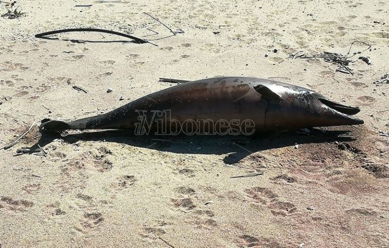 Ancora un delfino trovato morto sulla spiaggia di Pizzo